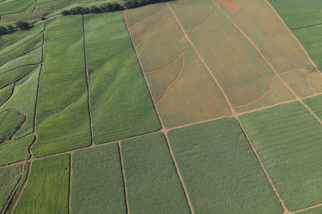 Sattelite agrifood analysis